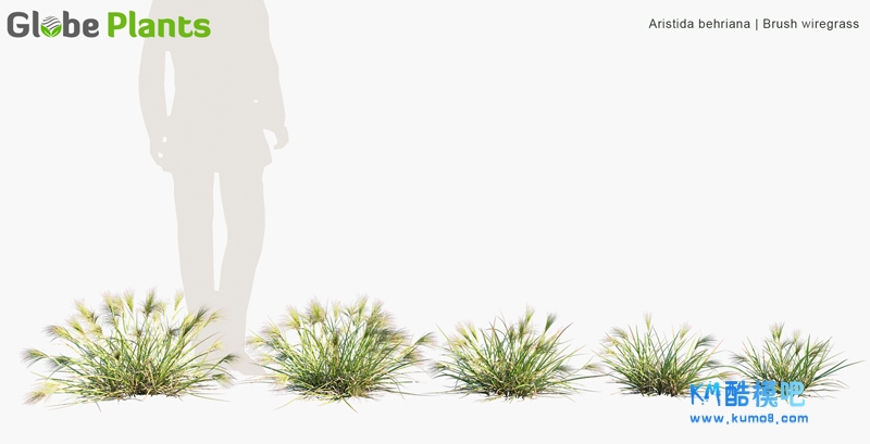 Aristida behriana_PRV1.jpg