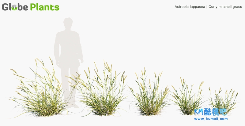 Astrebla lappacea_PRV1.jpg