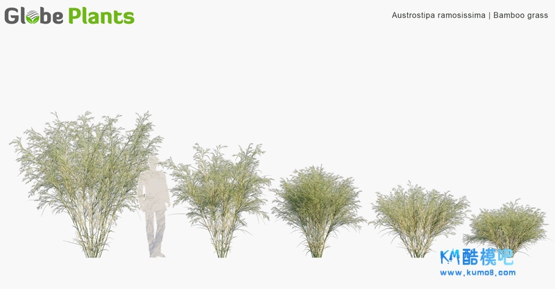 Austrostipa ramosissima_PRV1.jpg