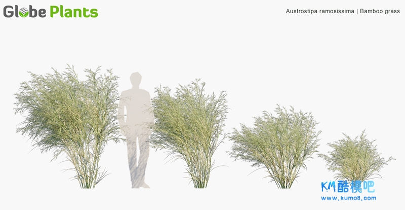 Austrostipa ramosissima_PRV2.jpg