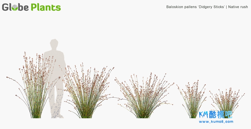 Baloskion pallens Didgery Sticks_PRV1.jpg