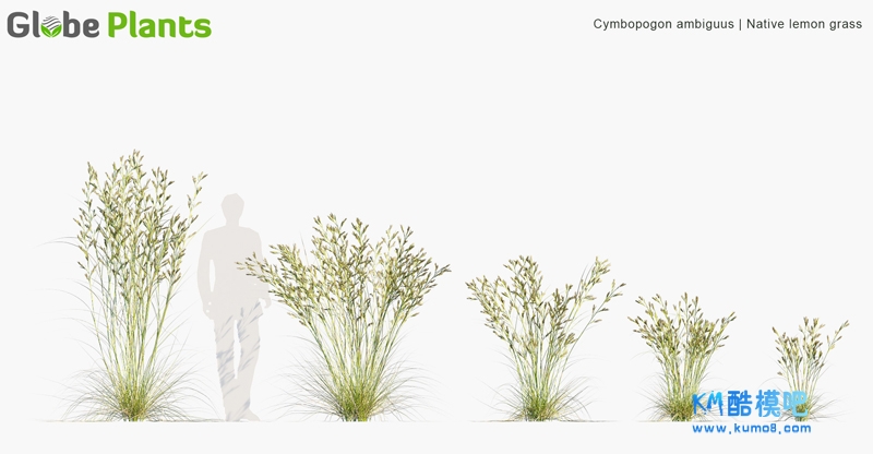 Cymbopogon ambiguus_PRV1.jpg