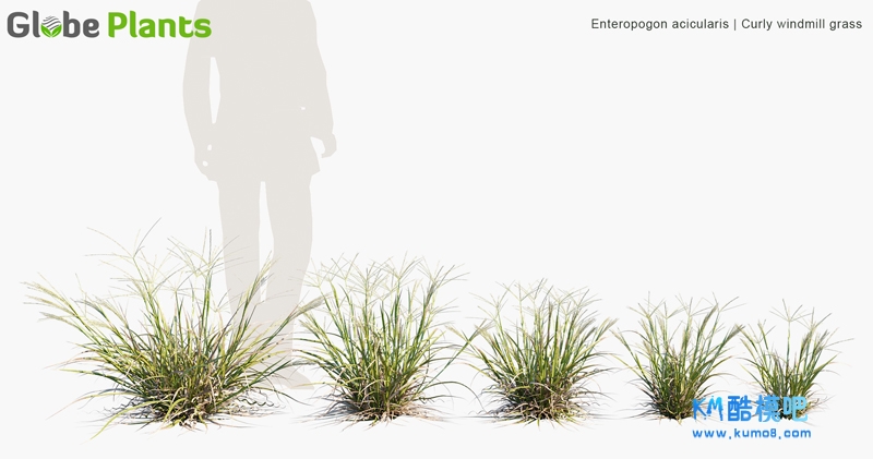 Enteropogon acicularis_PRV1.jpg