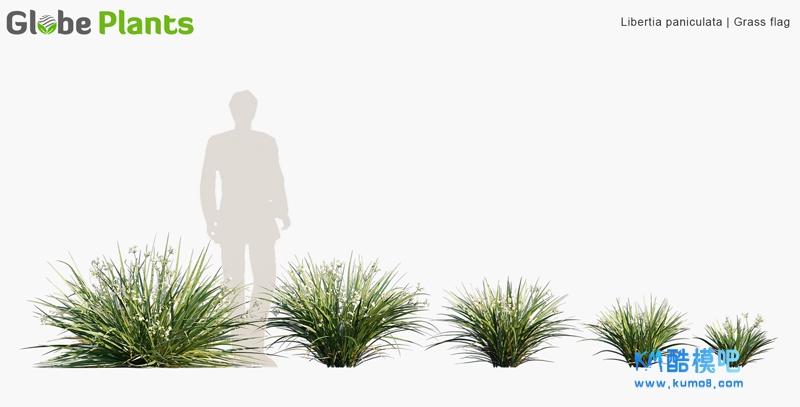 Libertia paniculata_PRV1.jpg