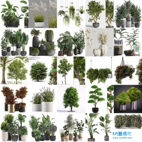 3DSky 50套高精度植物盆栽3D模型合集
